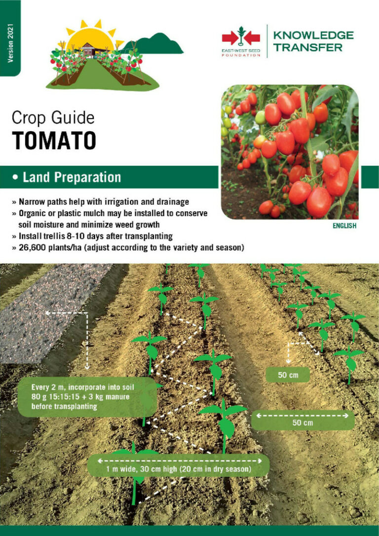 Template Tomato: A Comprehensive Guide to Understanding, Creating, and Utilizing